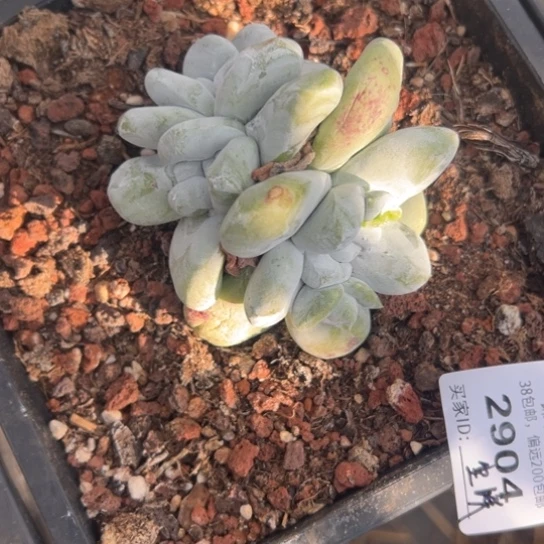 尘*谢谢姐姐～一物一拍2904