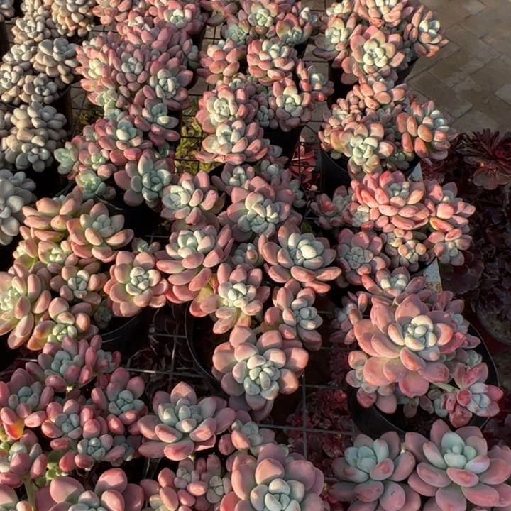 新疆包邮 粉洛神