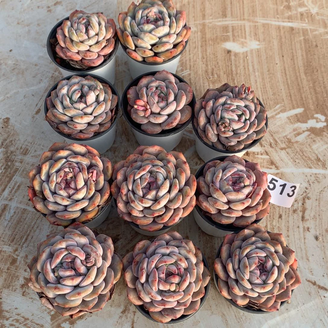 513橙子多肉植物组合