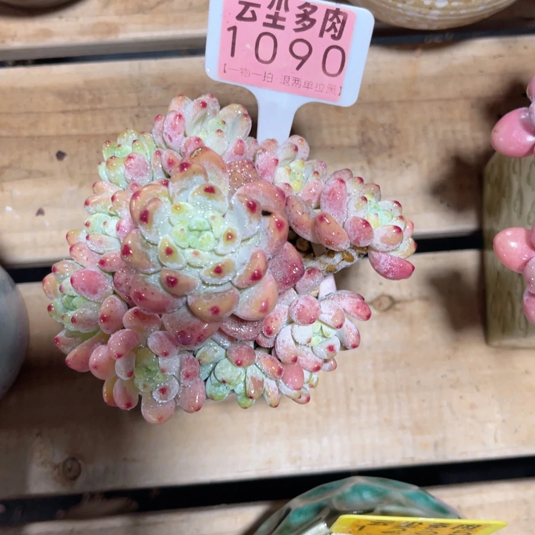 永***間云尘多肉一物一拍1090不含盆，