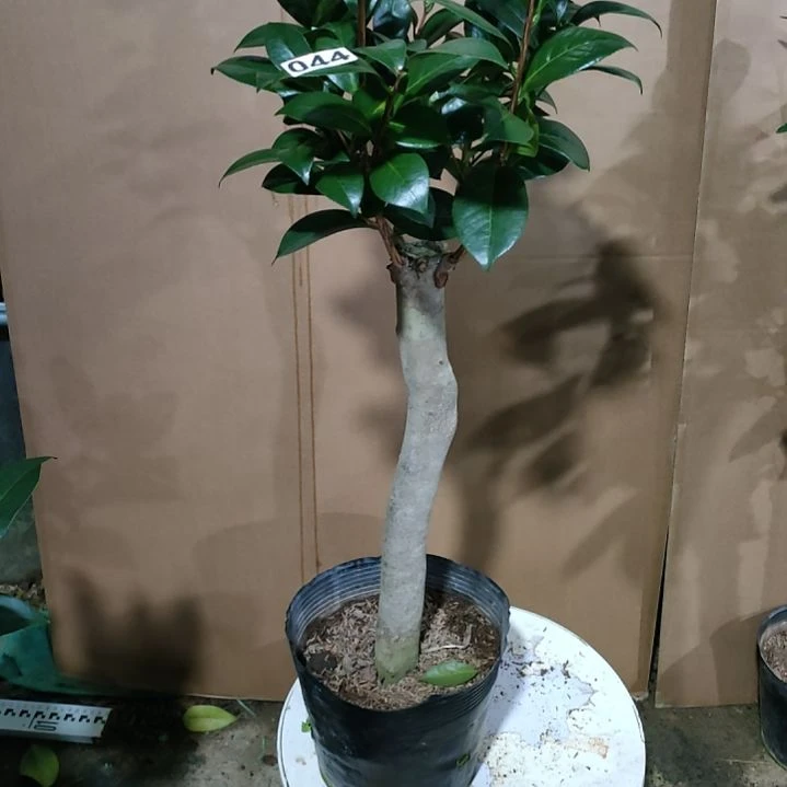 44葛蕾丝，原盆原土发货，不包邮