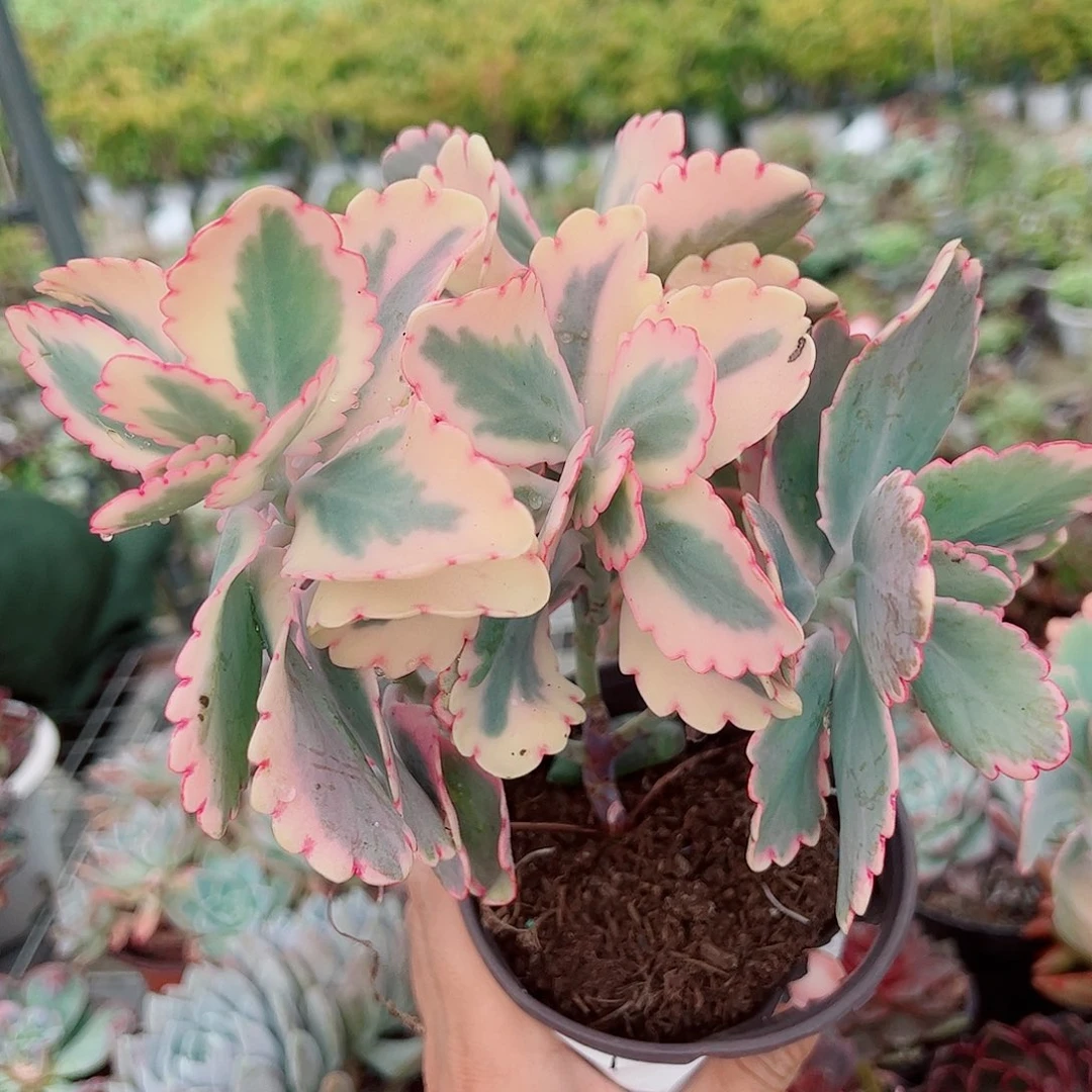 蝴蝶之舞锦多头造型精品