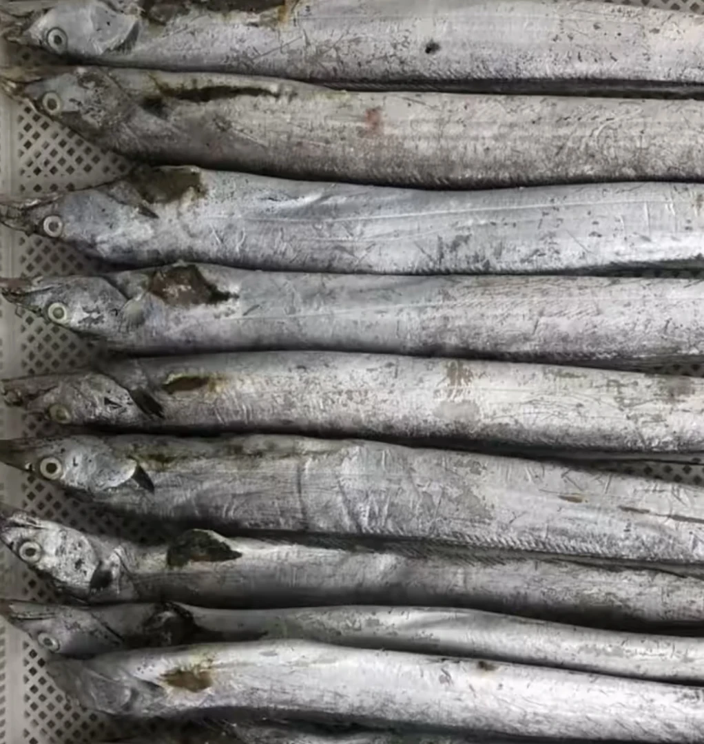 青岛琅琊本地破腹带鱼6条（介意勿拍）