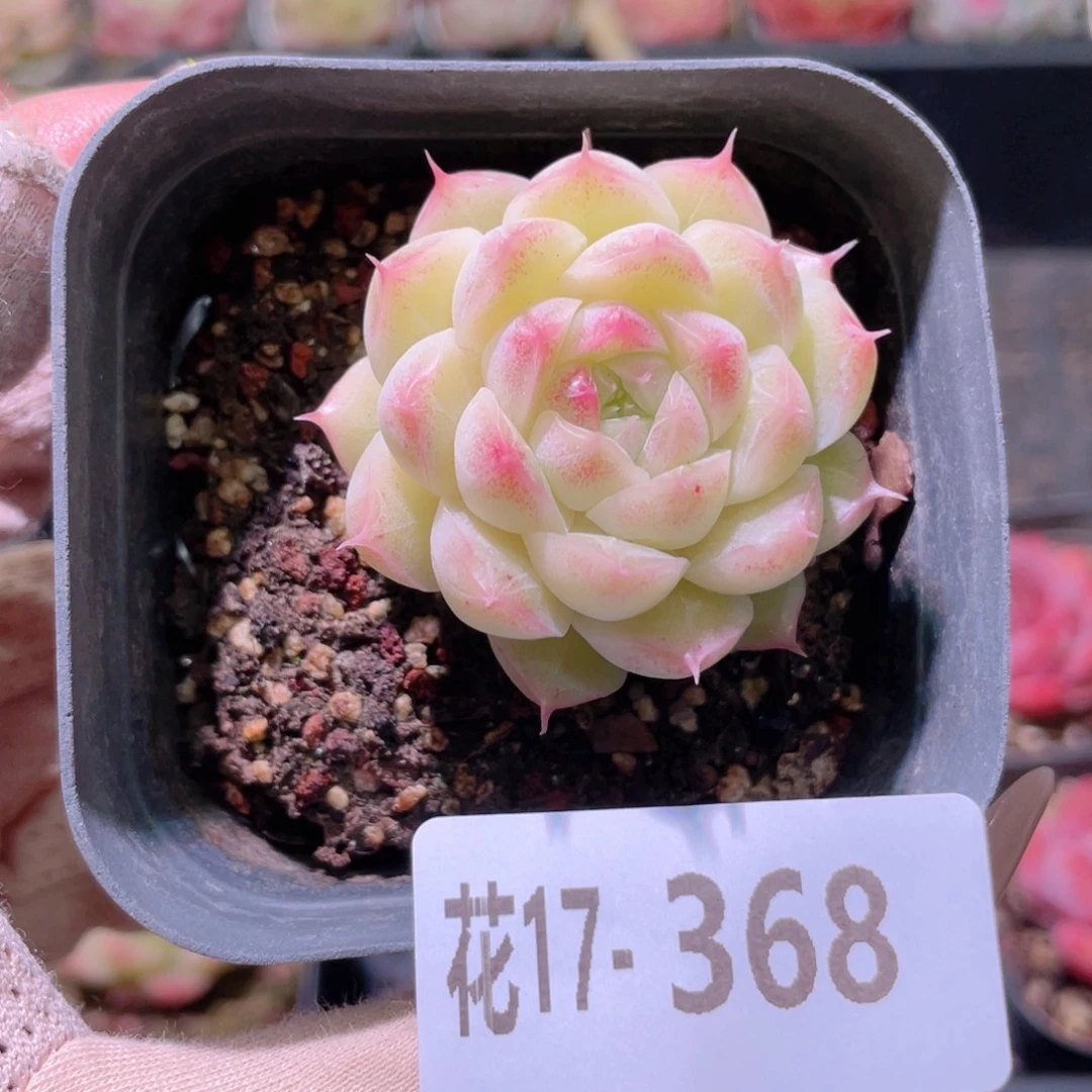 花利美17-368麦秆