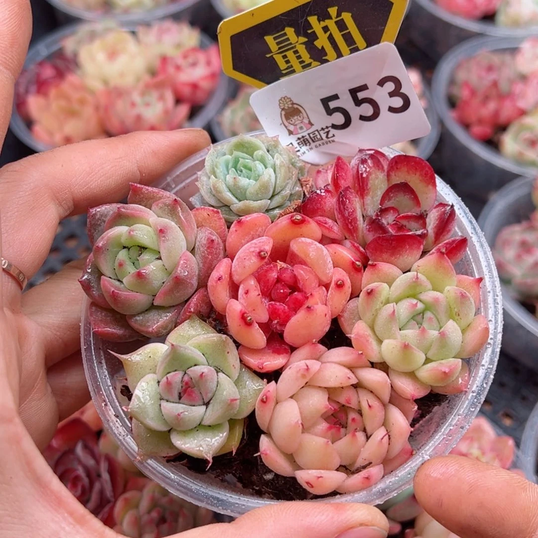 多肉植物多肉植物