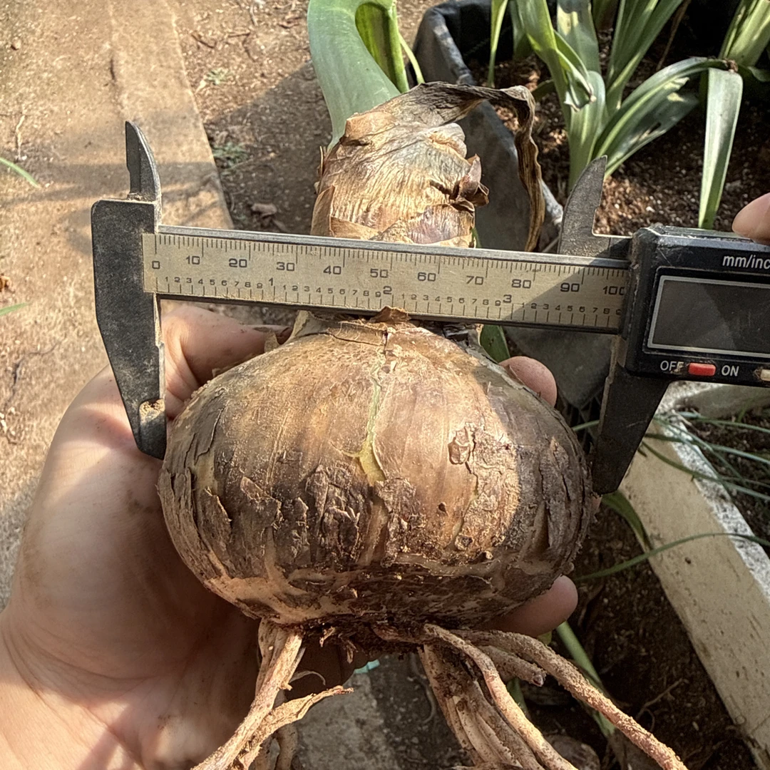 【现货】朱顶红种球 大球A2394