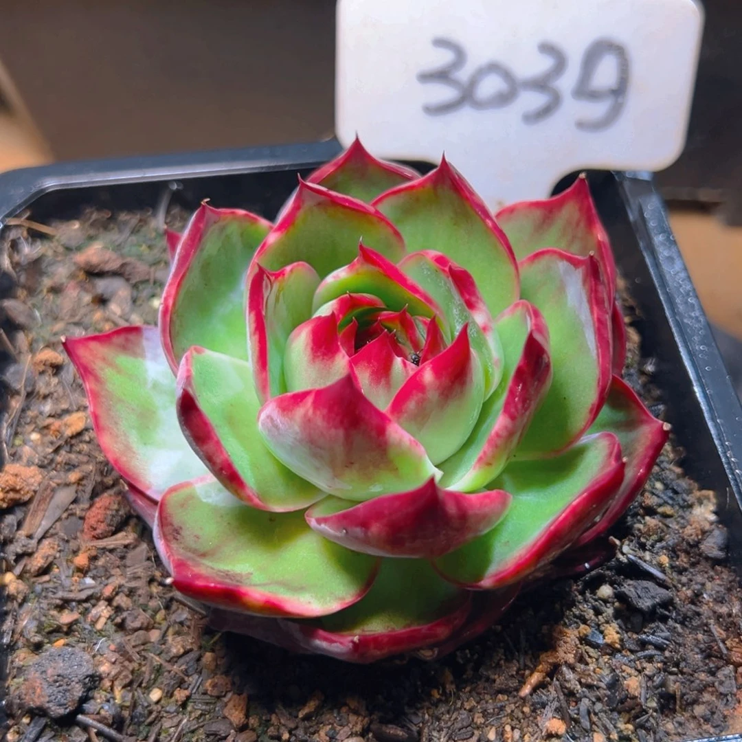 惊鸿仙子一物一拍3039