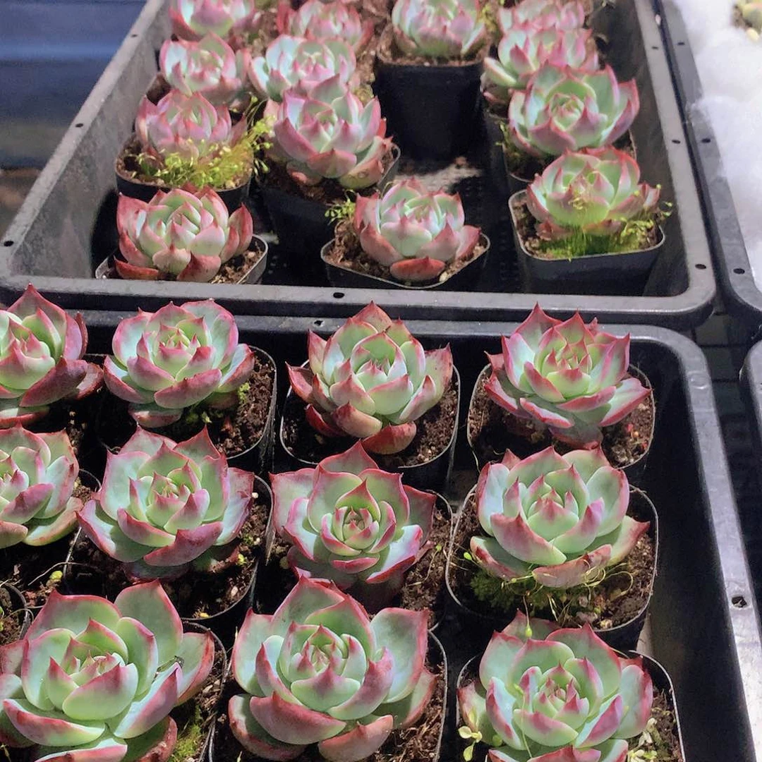 惊鸿仙子24567789900000