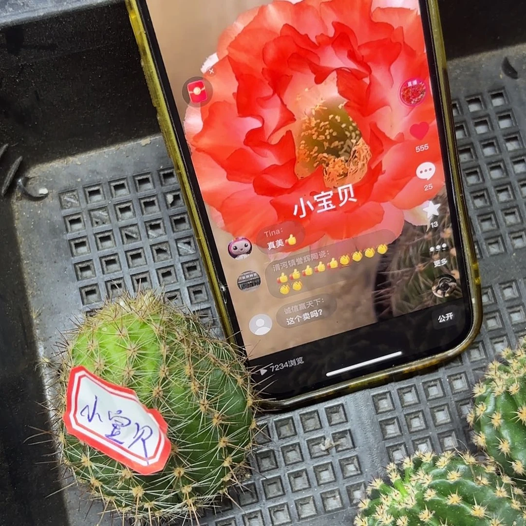 小宝贝彩侧牙20包邮仙人球10