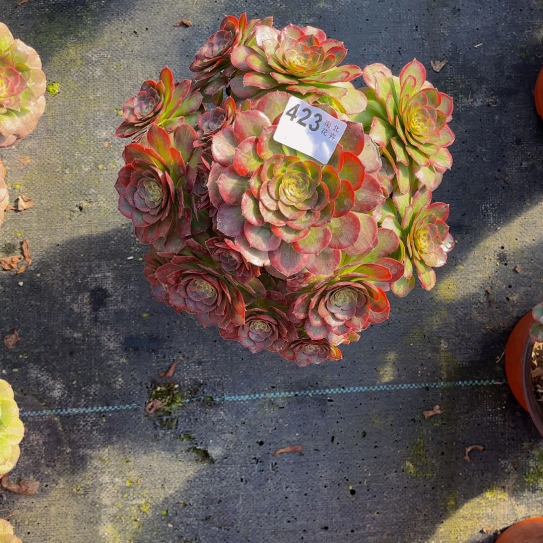 多肉火狐000000423