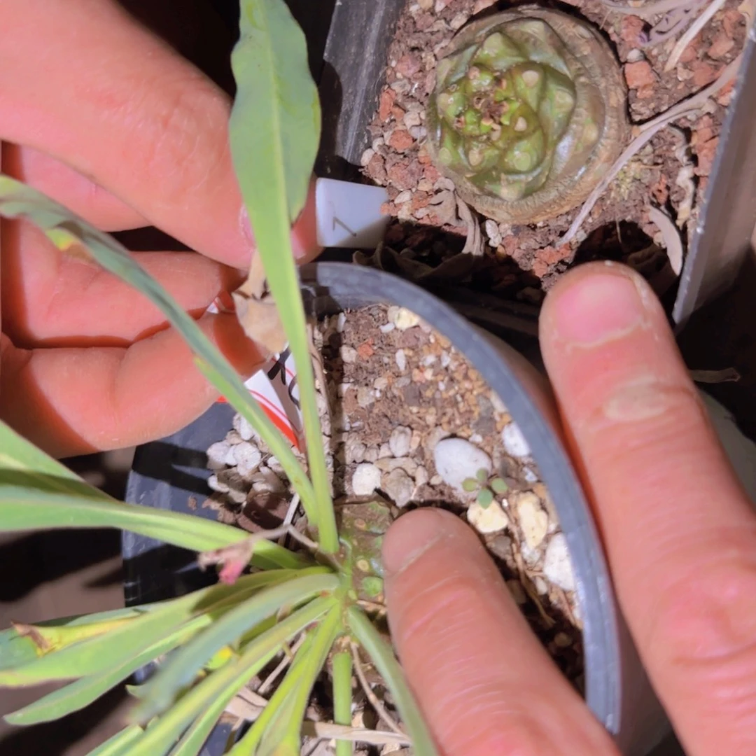 块根植物块根植物