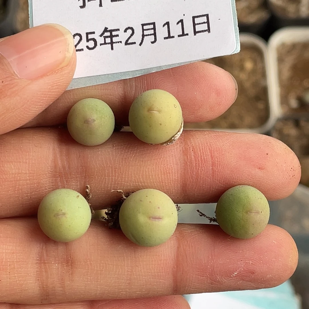 11-31红嘴鸽子蛋多肉植物