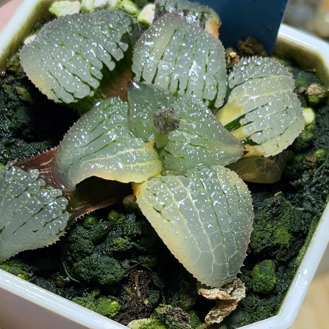 恭喜发财大吉大利600