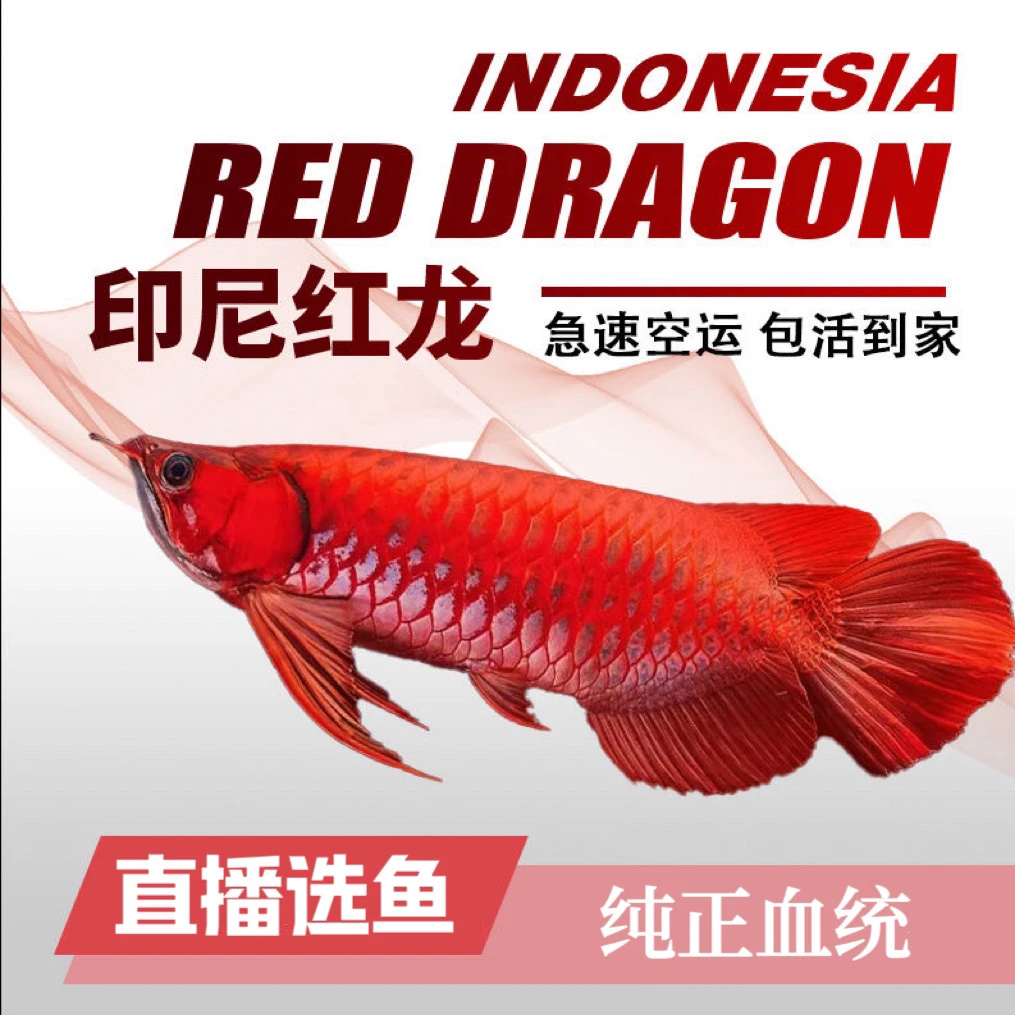 【正品】印尼超血红龙鱼绿皮辣椒红龙鱼