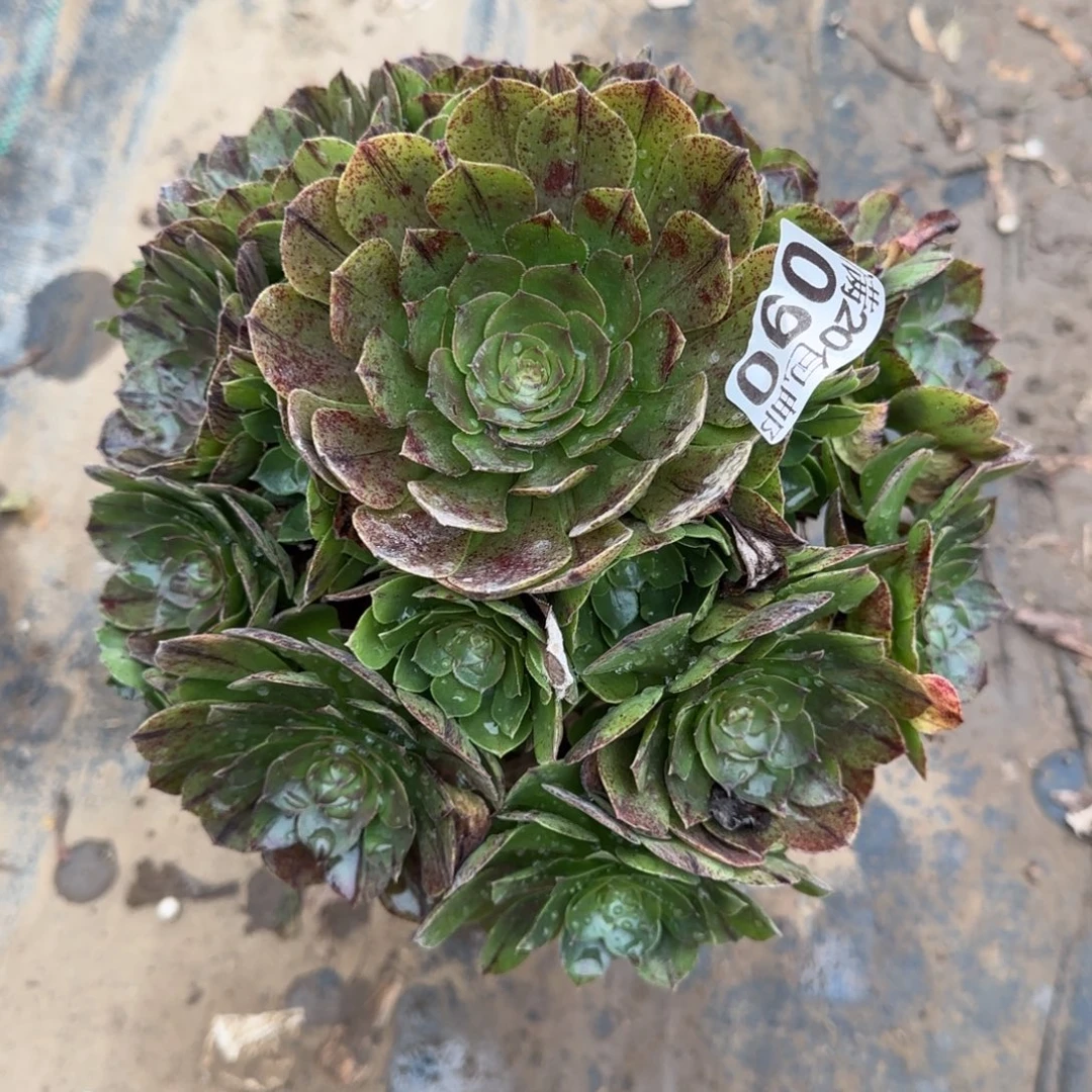 万拉丝090满20包邮断枝不包