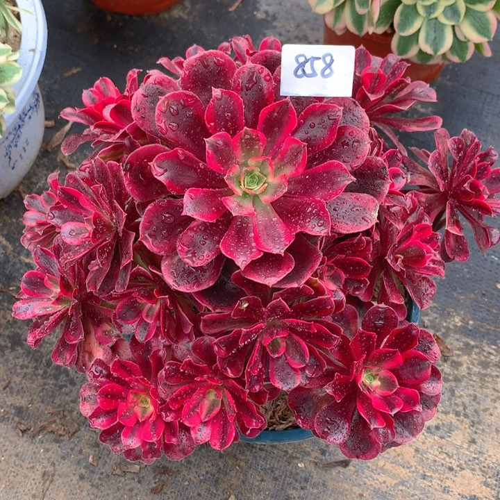 858美杜莎精品法师多肉