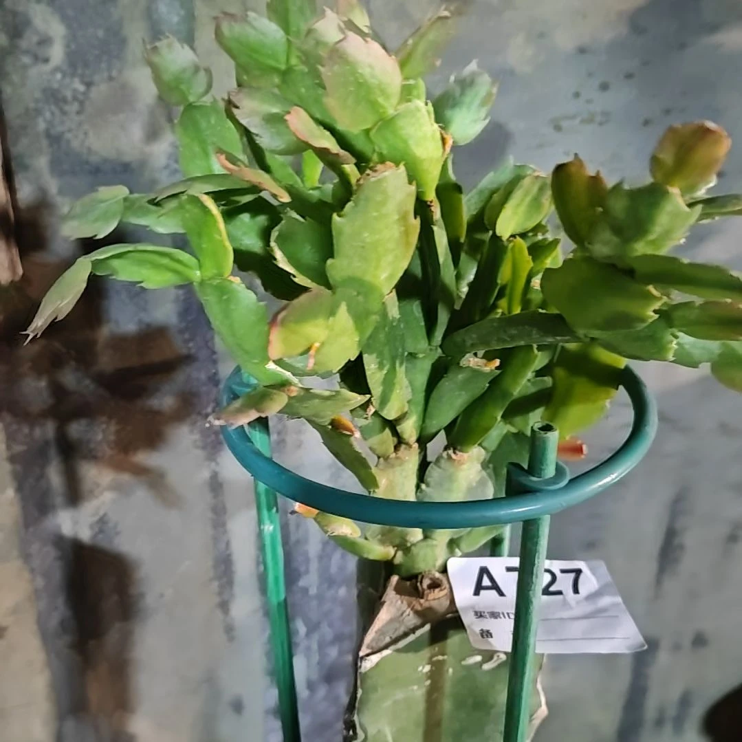 038粉重瓣双色脱土脱盆易掉芽727