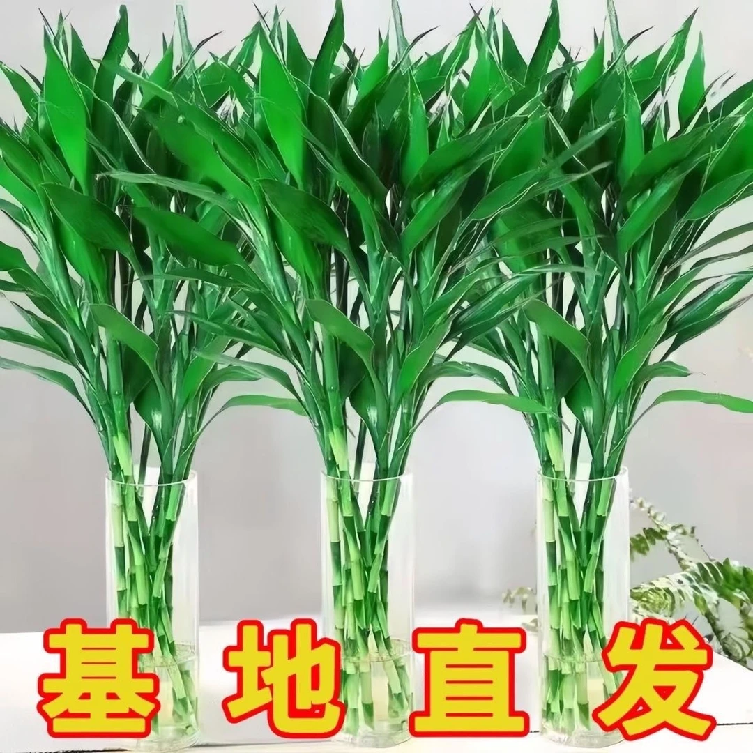 基地精选70-80cm富贵竹水培植物室内花卉好养净化空气节节高