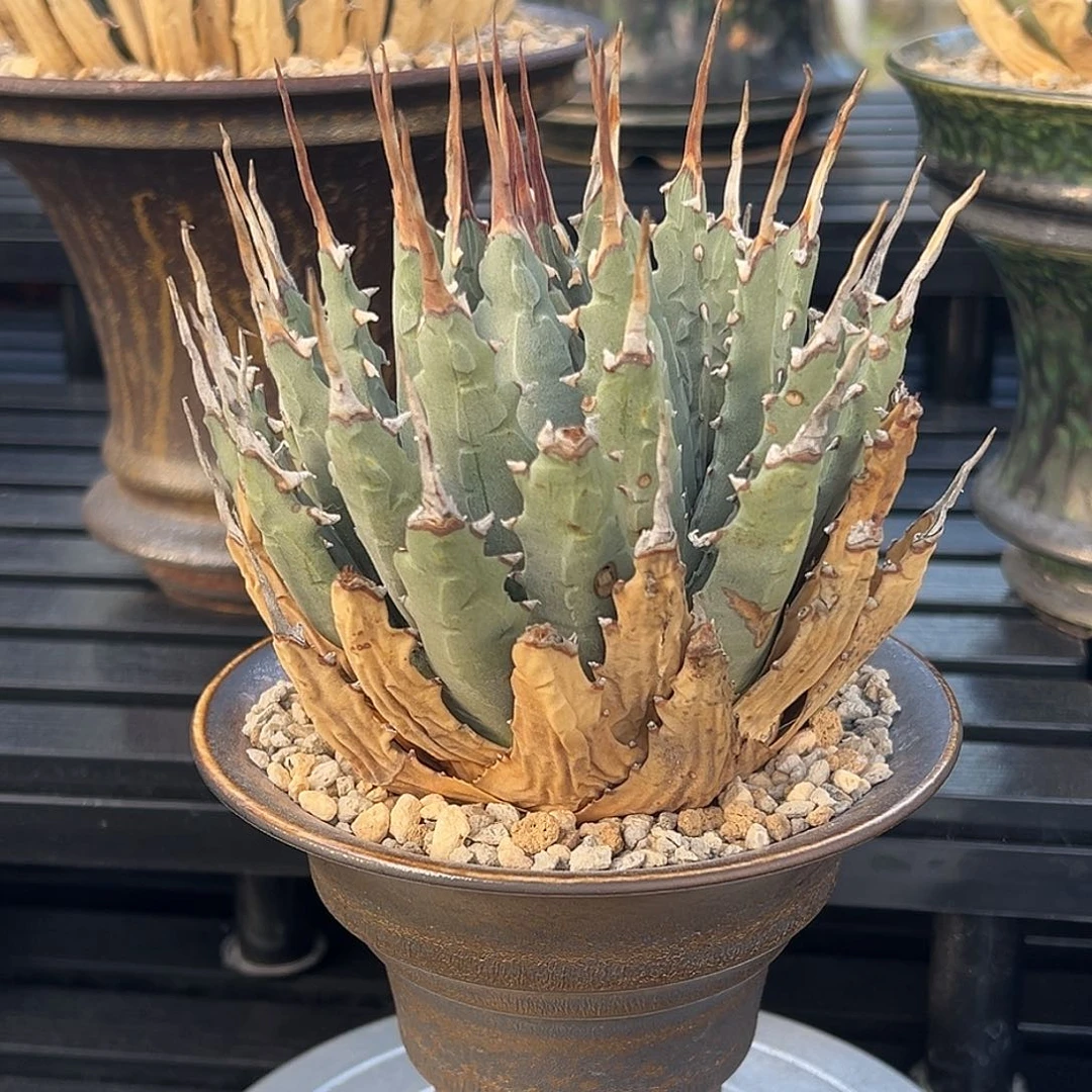无花朵妖炎熟桩带盆 8折价 金刺
