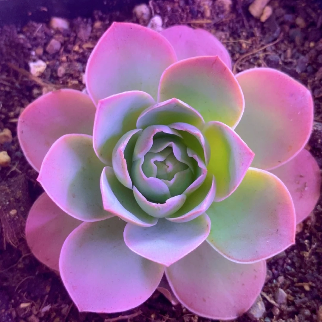 山地玫瑰一物一拍003黄帕后代新品