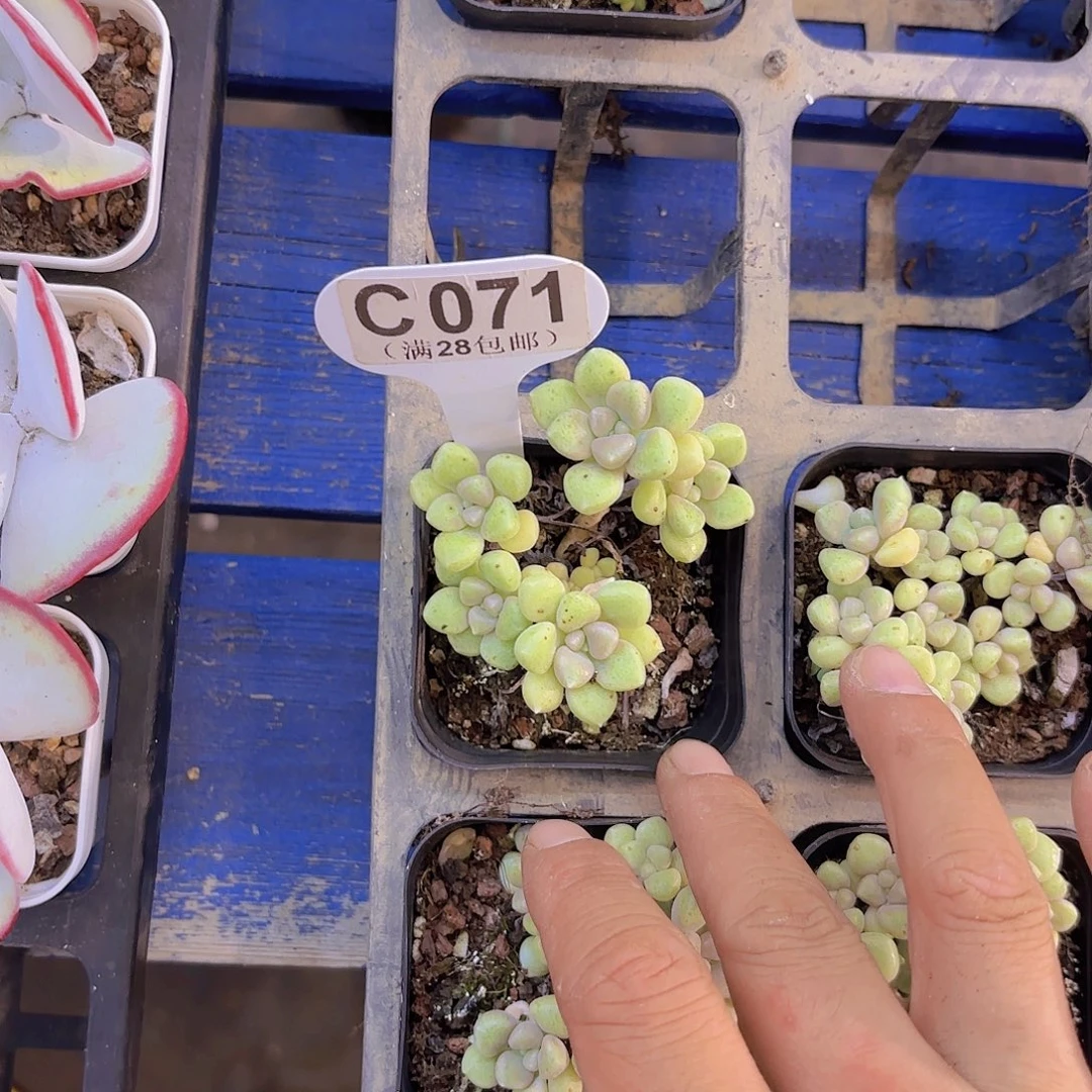 C071博化妆锦一物一拍