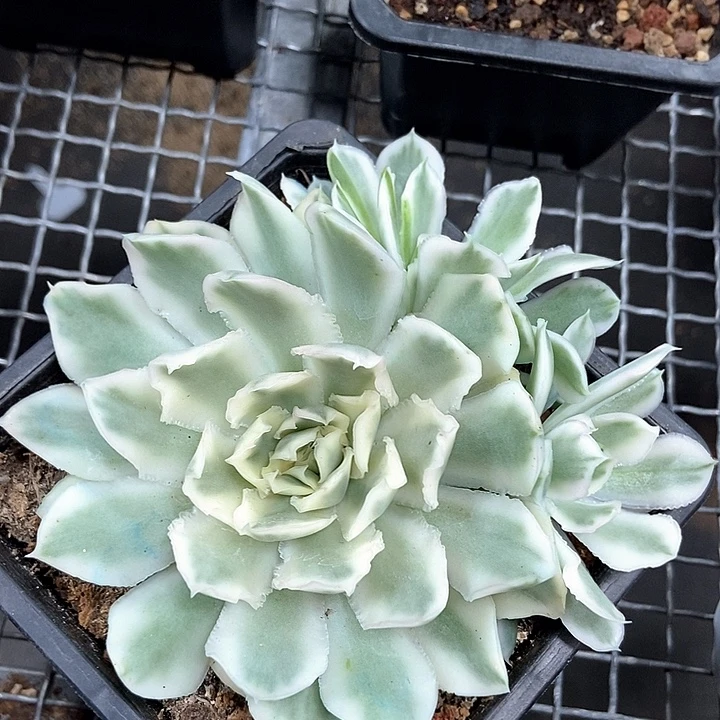 紫蝴蝶锦多肉植物