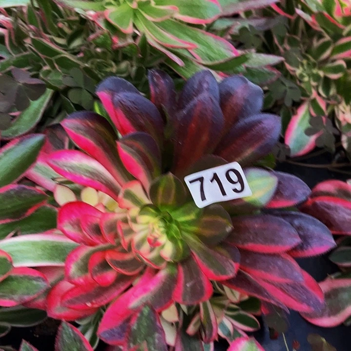 716美杜莎七彩多肉植物处理不售后