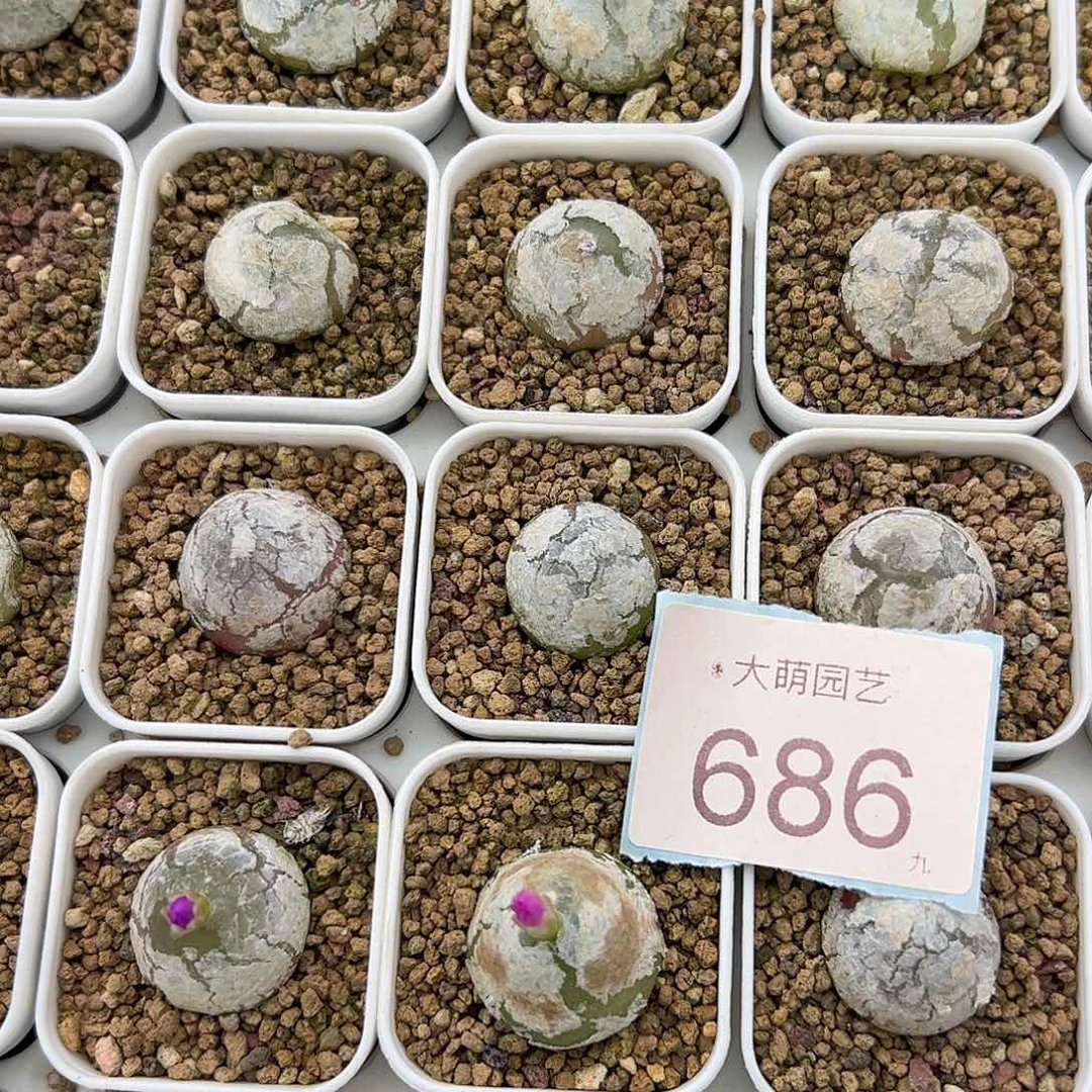 0000157量拍2灯泡颗尺寸不低于1.5公分脱土发