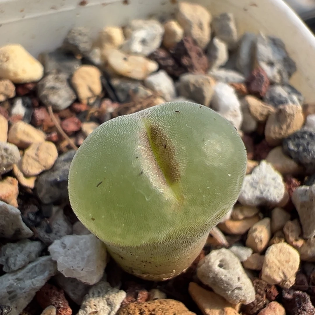 13粉红女郎纽扣母本一物一拍