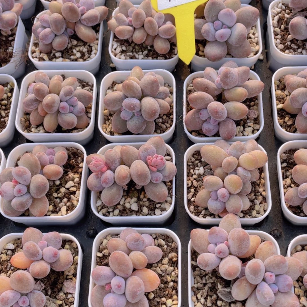 1065号 丸叶水光针原始奶酪双头起一个