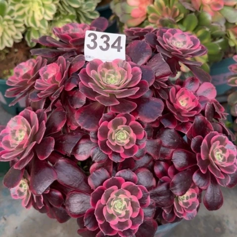 334凤冠25厘米左右