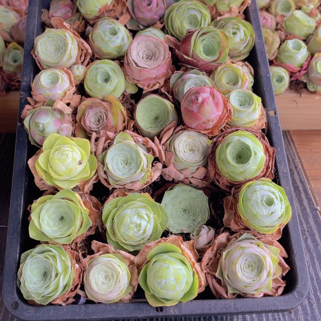 保底三十颗量拍888888➕花篮