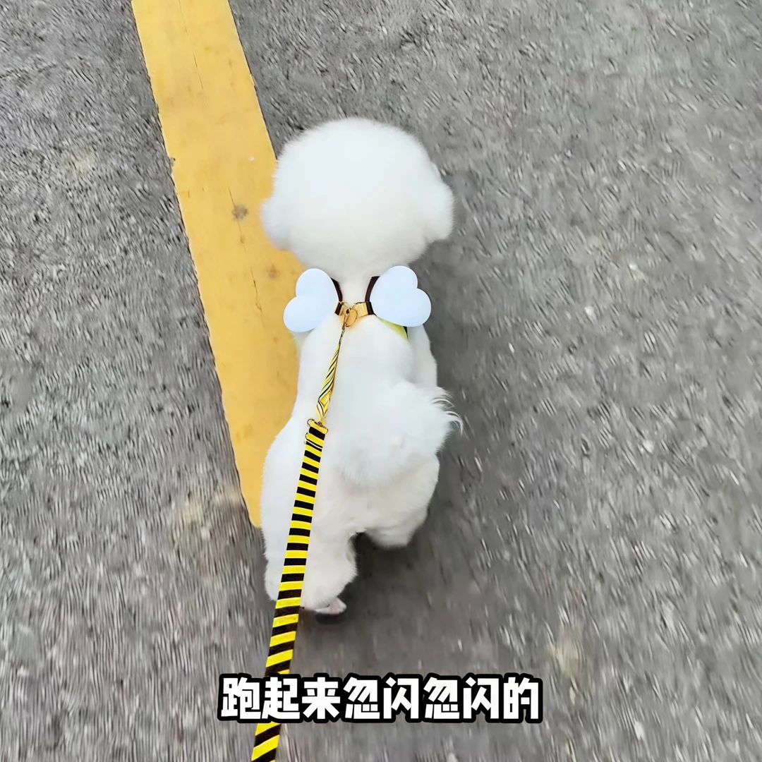 可爱蜜蜂狗狗牵引绳中小型犬专用背心式高颜值胸抱婴袋遛狗宠物用