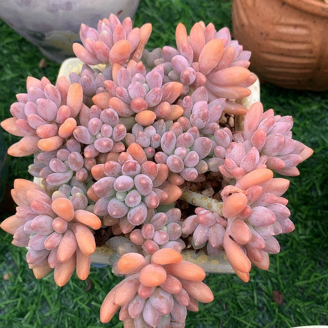 星戴露12 公分一物一拍