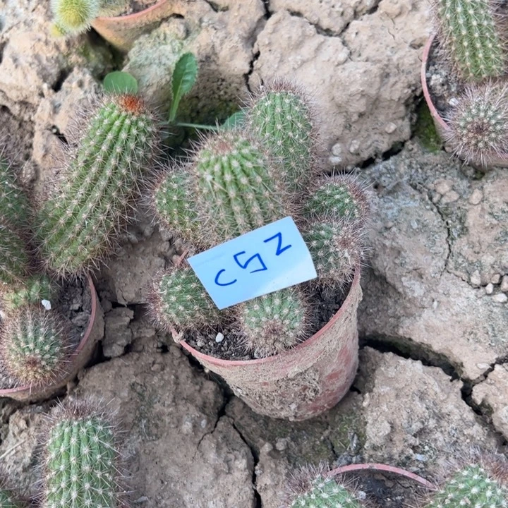 @***李C52金妞头龟一颗30