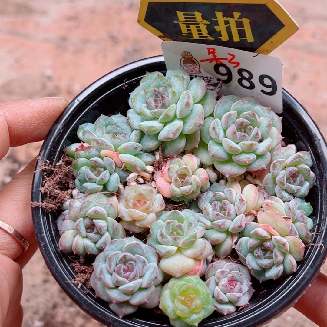 多肉植物多肉植物