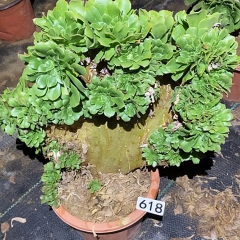 多肉植物法师618绿杨蓉缀