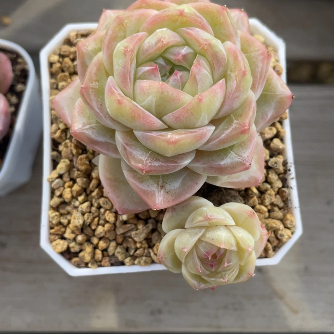 优选奶芙珍妮1424