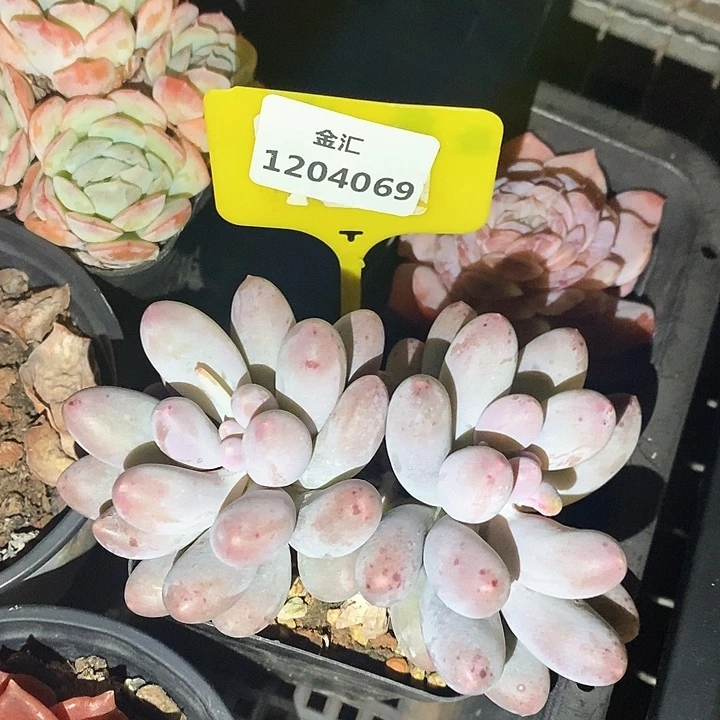 福利多多。1204069