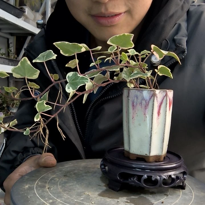 君**⋆小盆景小植物一物一拍82