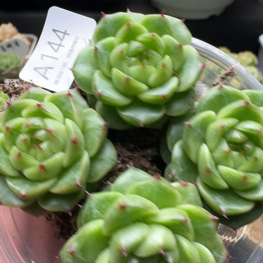 一物一拍一组817-144