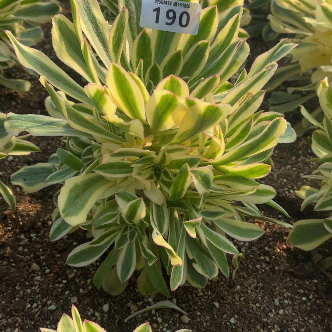 190白兰地多肉植物