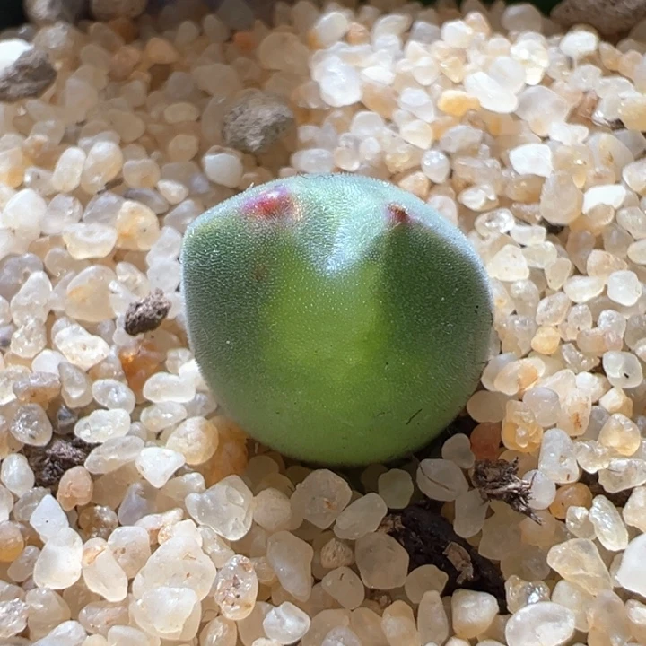 325。青蛙2年 球体大眼没耳朵。