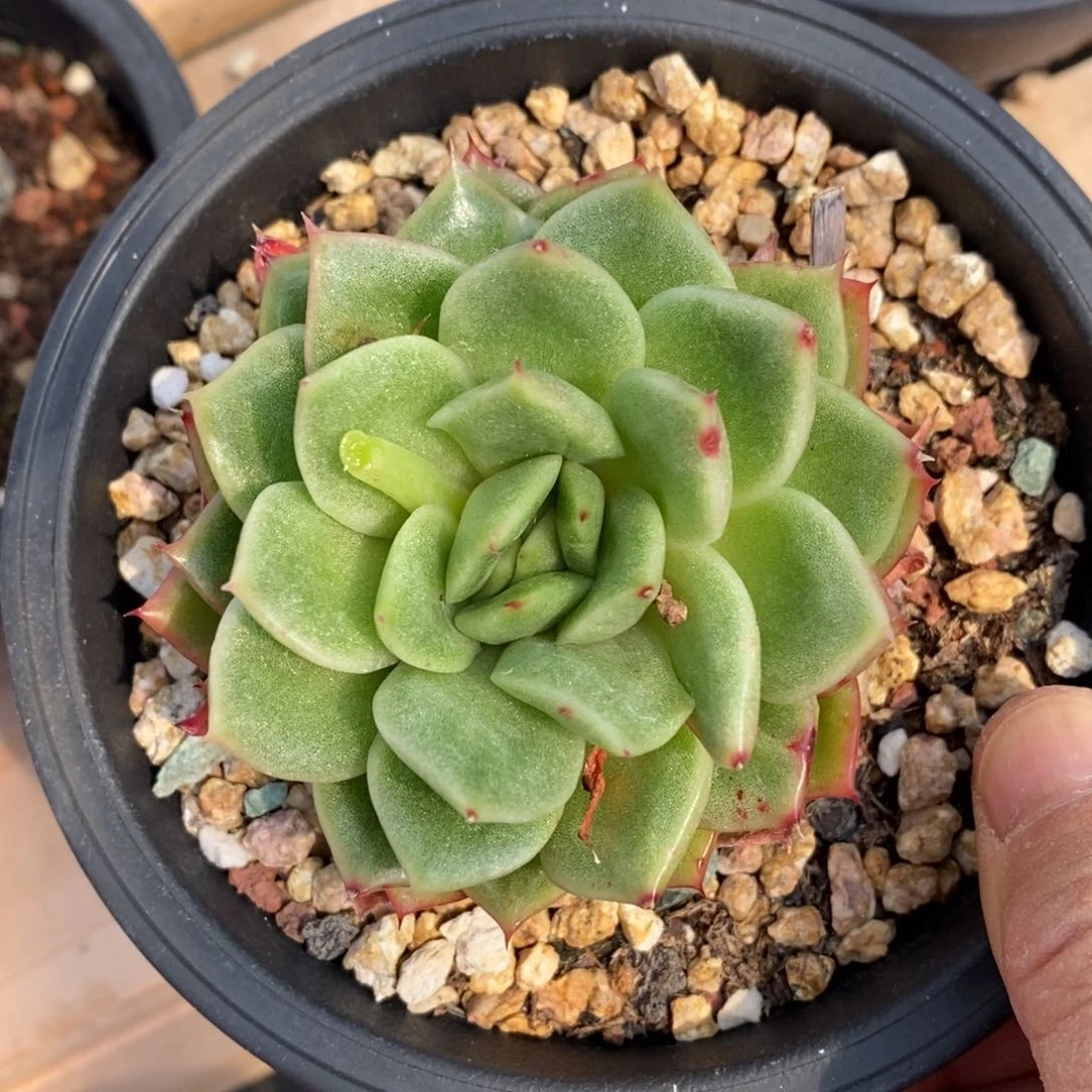 精品多肉一物一一拍不包整76