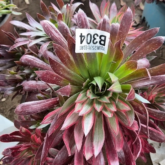 没****了多肉植物一个