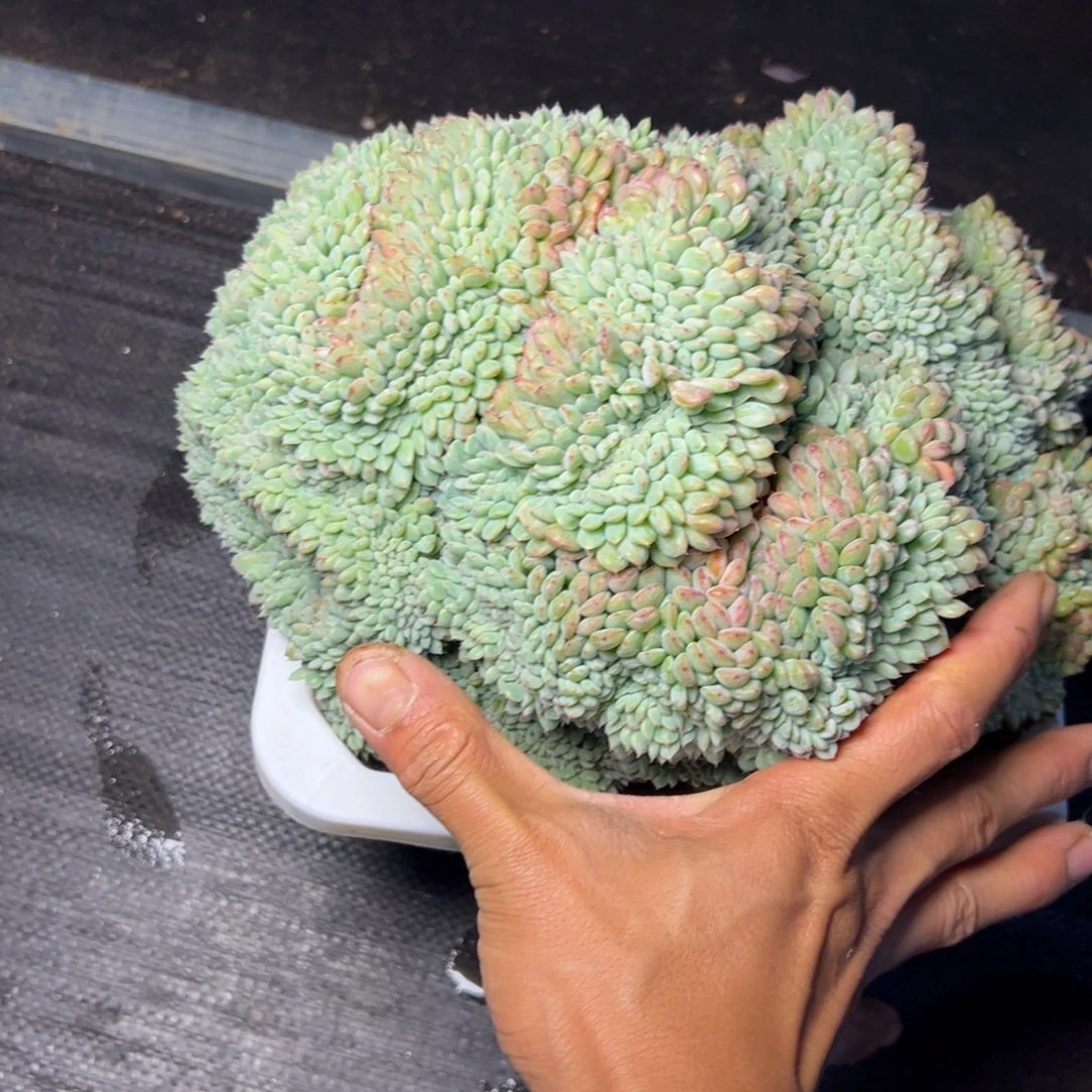 D****Q白胖子缀多肉植物58