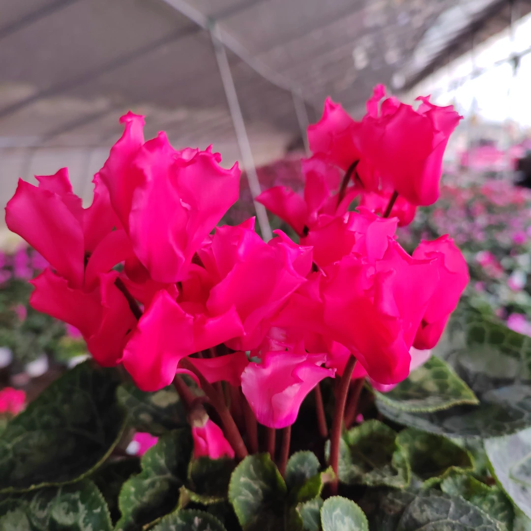 稀有品种8号带香味的海棠红大花皱边13厘米盆径四季开花好养活