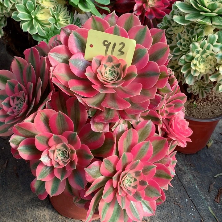 913粉女巫多肉111111