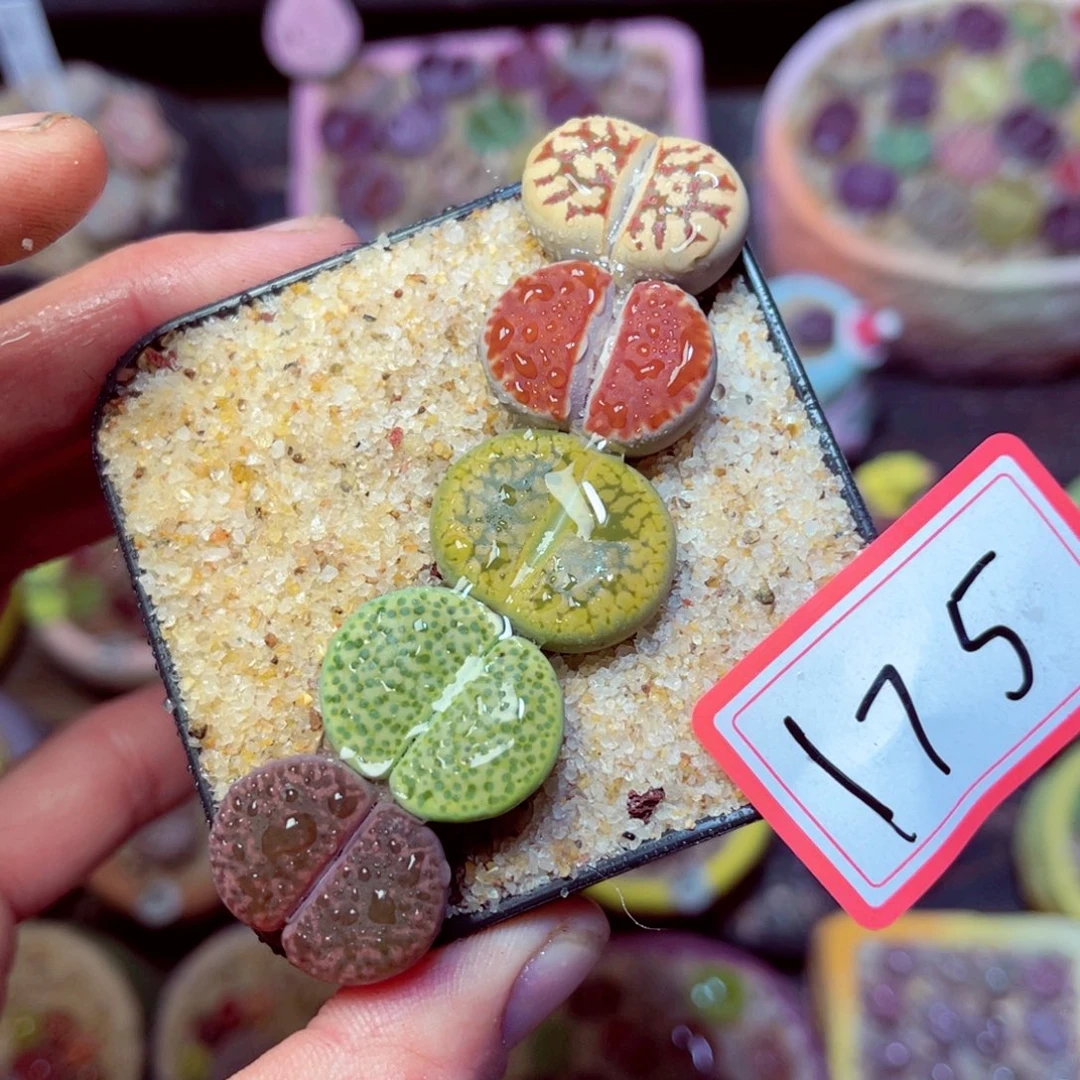 175生石花带盆发1