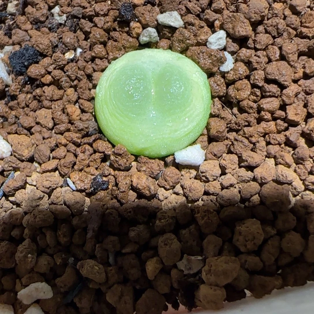 肉锥多肉植物百科-sh1200拉登77